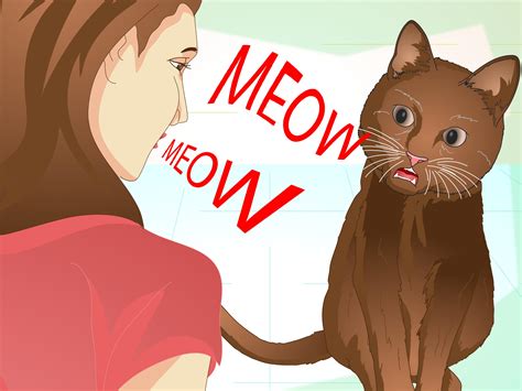 How To Teach Your Cat To Do Tricks Steps With Pictures