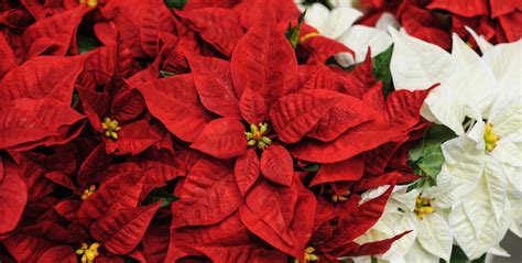 Tout Savoir Sur Le Poinsettia Létoile De Noël