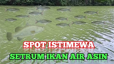 Setrum Ikan Di Air Asin Payau Berat Youtube