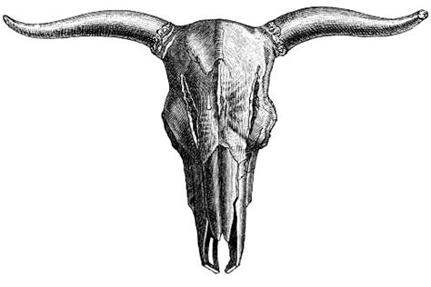 Bull Skull Stock Illustration Download Image Now Bull Animal