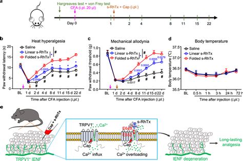 S RhTx Relieved CFA Induced Mechanical Allodynia And Heat Hyperalgesia