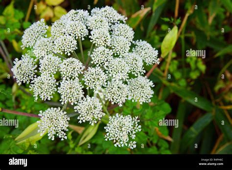 Heracleum Lanatum Hi Res Stock Photography And Images Alamy