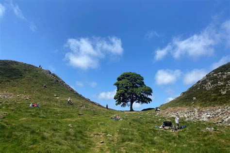 England’s Sycamore Gap tree might regrow after it was cut, experts say ...