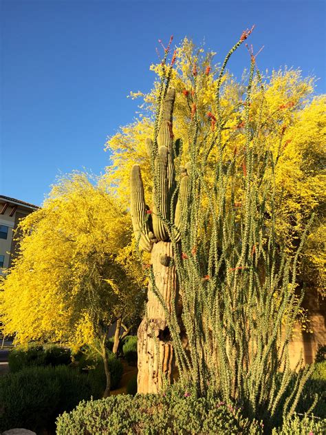 Palo Verde Cactus