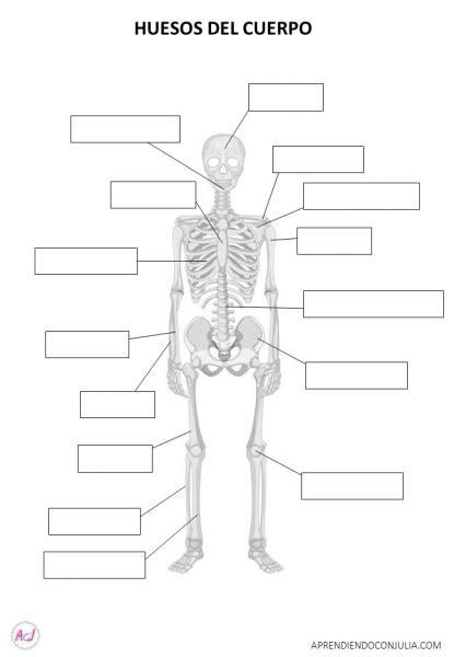 Redaktor Potroi Wi Zie Wojenny Aprender Los Huesos Del Cuerpo Humano