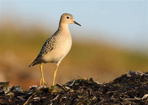 Buff Breasted Sandpiper Audubon Field Guide