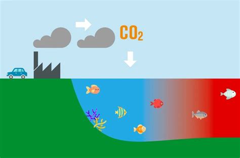 O Que Causa A Acidificação Dos Oceanos Librain