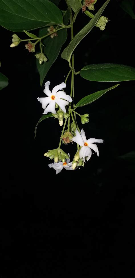 Night-flowering jasmine, Scientific Name: Nyctanthes arbor-tristis