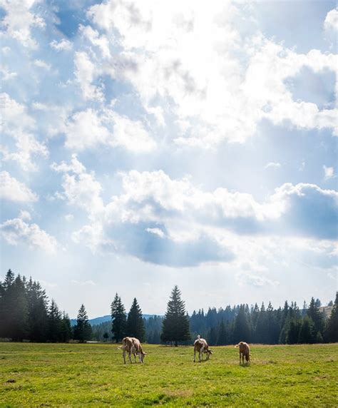 Best Things To Do In Rogla Slovenia Chasing The Donkey