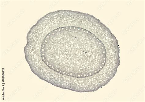 Zea Mays Corn Root Cross Section Cut Under The Microscope Stock