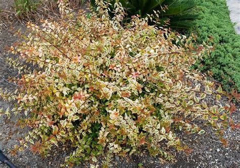 Abelia X Grandiflora ‘kaleidoscope Pp 16988 Everde Growers