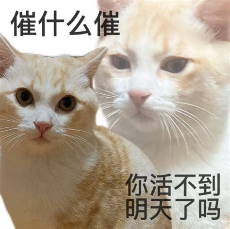 有意思的猫咪发疯精神状态表情包图片 配图网