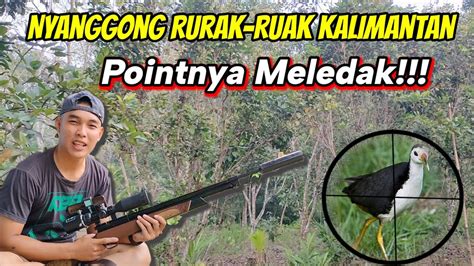 Nyanggong Burung Ruak Ruak Dan Berburu Durian Hutan Youtube