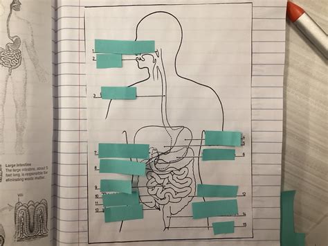 Digestive System Diagram Diagram Quizlet