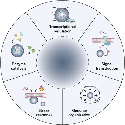 Physiological Roles Of Intracellular Llps Condensates Llps Mediated