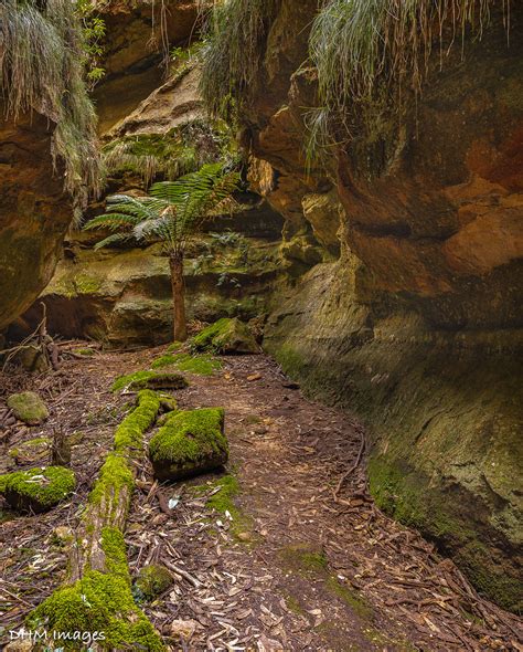 Ferntree Gully Rylstone Nsw David Maltby Flickr