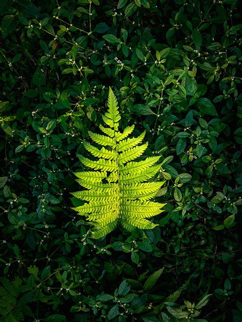 Fern Leaf Green Plants Hd Phone Wallpaper Peakpx