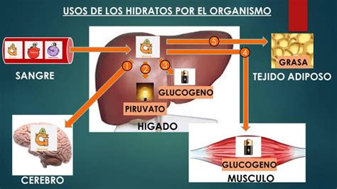 Conoce más de los hidratos de carbono Planeta Triatlón