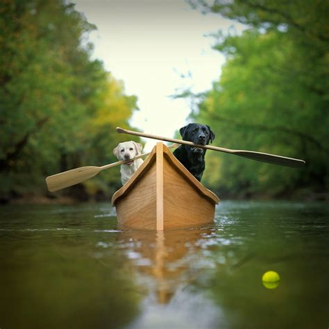 Dogs in Canoe Fine Art Print - Labrador Rustic Home Decor for Cabin, Lodge – Loose Leashes by