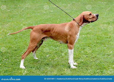 brown pointer dog stock image image  funny breed