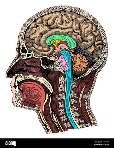 Kopf Und Gehirn Anatomie Stockfotografie Alamy