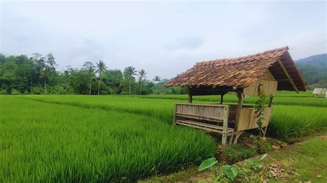 Pasti Betah Suasana Kampung Yang Alami Dan Asri Ditengah Hamparan Sawah