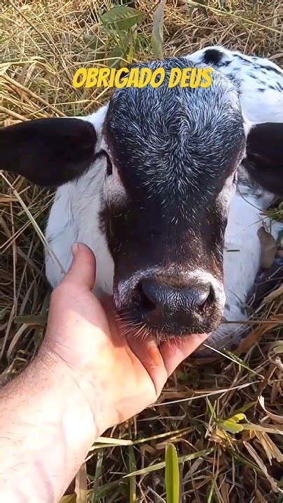 Presentao🦬🦬🐄 Minha Vaca Pariuu Pecuaria Bezerro Roça Shortvideos