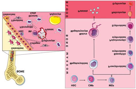 Hematopoiesis Diagram