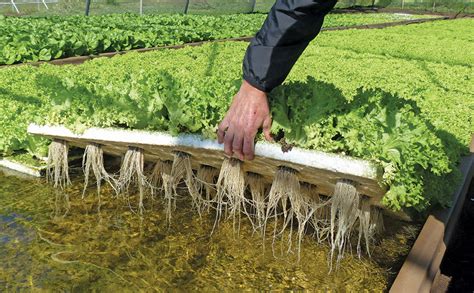 Lettuce In Hydroponic Floating Raft Farmers Weekly