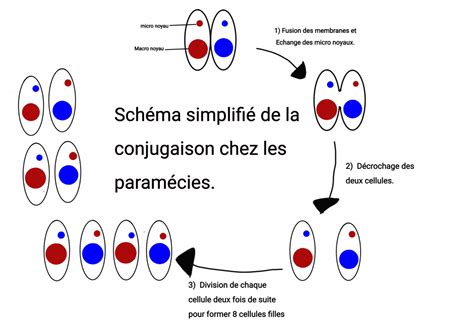 Before And After Science Pisode Reproduction Chez Les Param Cies