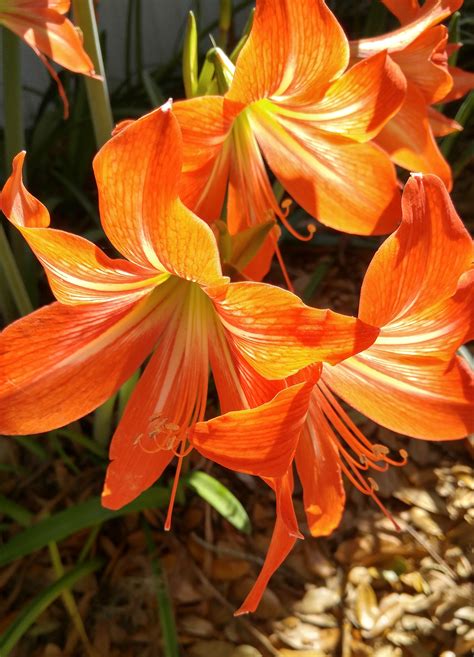 Kostenlose foto blühen Sonne Blatt Blume Blütenblatt Blumen