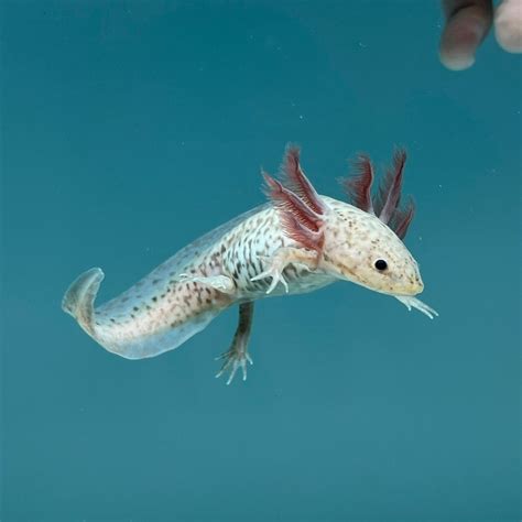 Axanthic Copper Axolotl | Axolotls For Sale | Axolotl Planet