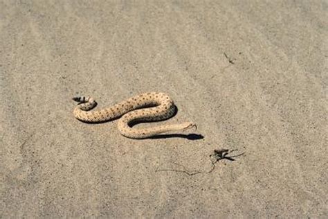 Desert Rattlesnake