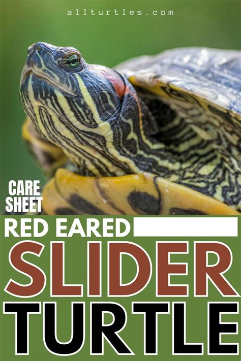 Red Eared Slider Care Free Guide Artofit