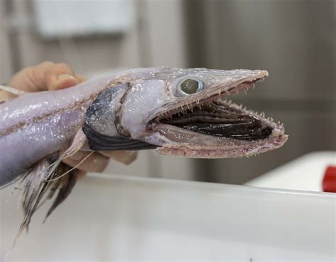 Faceless Fish These Are Some Of The Rarest And Most Bizarre Looking