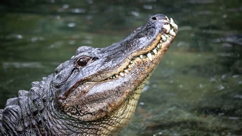 Cuáles son las diferencias entre lagarto caimán y cocodrilo Ecuador