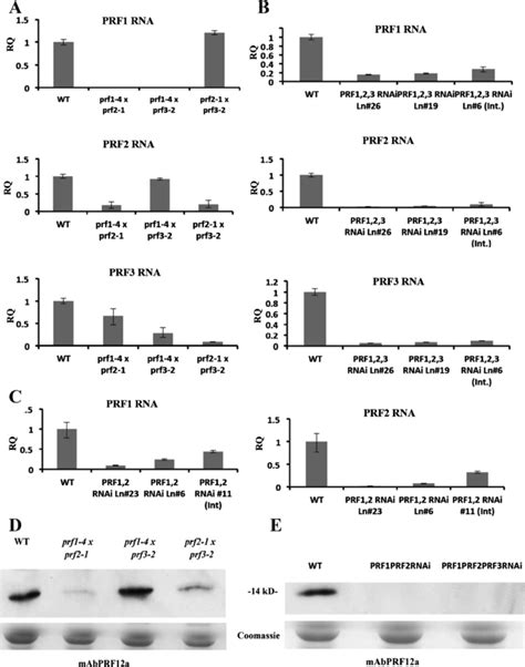 Qrt Pcr Data And Western Blot Analysis For Double And Triple Mutant