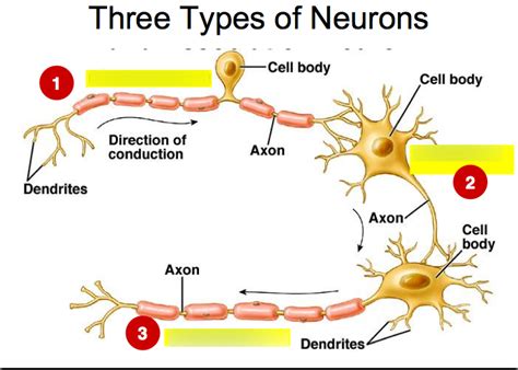 3 Neuron Types