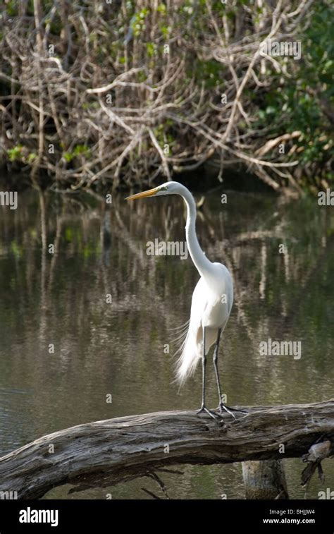 Grande Aigrette Blanche Ardea Alba Banque De Photographies Et Dimages