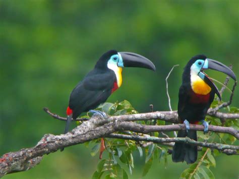 Speaking Of Hollywood...: TOUCANS