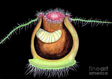 Nettle Leaf Gall Midge Larva Photograph By Dr Keith Wheeler Science