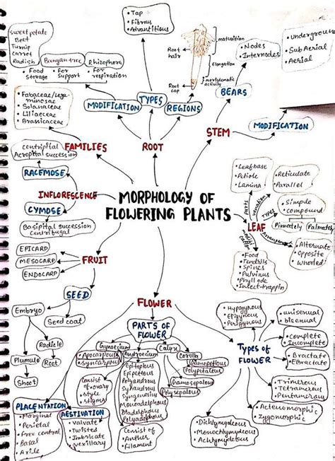 Morphology Of Flowering Plants Biology Complete Hand Written Notes For