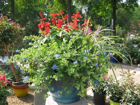 Impressive 25+ Gorgeous Full Sun Container Plants Ideas To Make Up Your