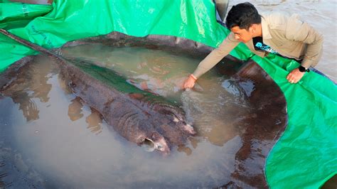 Giant Freshwater Stingray Caught In Cambodia Is Worlds Largest The