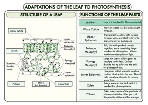 GCSE Plant Biology Posters | Teaching Resources