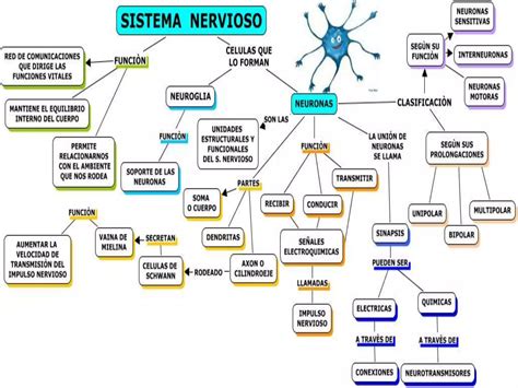 Mapa Mental Sistema Nervioso Y Limbico PPT