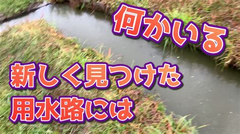 奈良県で新しく見つけた用水路でガサガサをしたら何がいるのか。 Youtube