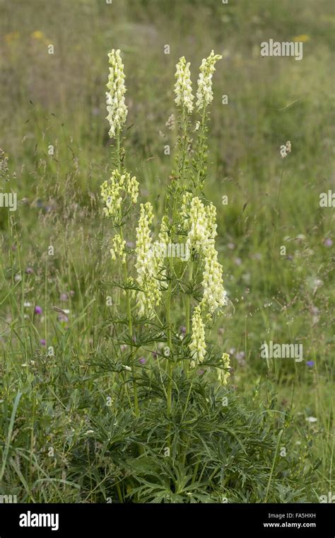 Wolfsbane, Aconitum lycoctonum ssp. vulparia, in flower in the alps ...