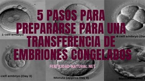 5 Pasos Para Prepararse Para Una Transferencia De Embriones Congelados