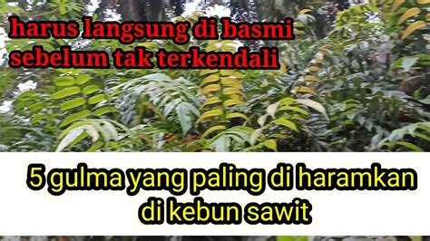 5 Gulma Yang Paling Di Haramkan Di Kebun Sawit YouTube